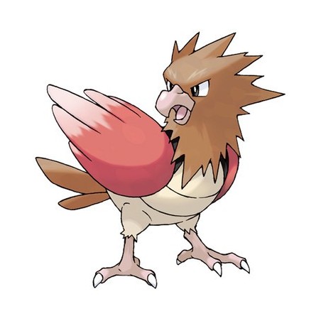 Spearow